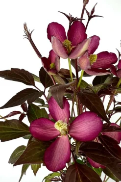 ROUÉ PÉPINIÈRES - Clématite montana 'van gogh' ? - en pot de 3 litres