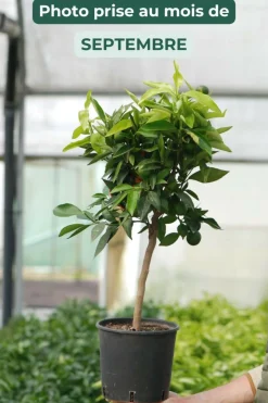 ROUÉ PÉPINIÈRES - Clémentinier - en pot de 5 litres