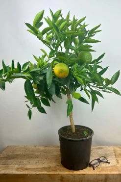 ROUÉ PÉPINIÈRES - Clémentinier - en pot de 5 litres