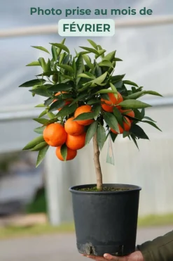 ROUÉ PÉPINIÈRES - Clémentinier - en pot de 5 litres