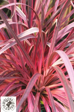 ROUÉ PÉPINIÈRES - Cordyline 'salsa' - en pot de 5 litres
