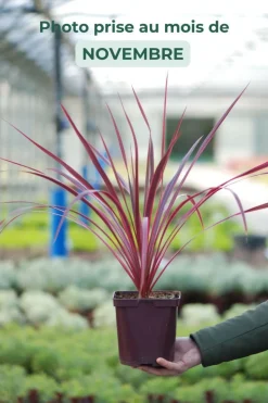 ROUÉ PÉPINIÈRES - Cordyline 'salsa' - en pot de 5 litres