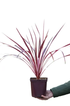 ROUÉ PÉPINIÈRES - Cordyline 'salsa' - en pot de 5 litres