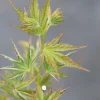 ROUÉ PÉPINIÈRES - Erable du japon 'okushimo' - en pot de 2 litres