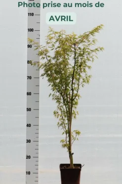 ROUÉ PÉPINIÈRES - Erable du japon 'okushimo' - en pot de 2 litres