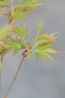 ROUÉ PÉPINIÈRES - Erable du japon 'okushimo' - en pot de 2 litres