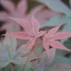 ROUÉ PÉPINIÈRES - Erable du japon 'twombly's red sentinel' - en pot de 2 litres