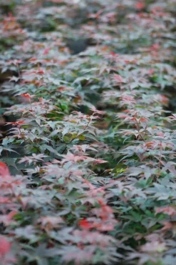 ROUÉ PÉPINIÈRES - Erable du japon 'twombly's red sentinel' - en pot de 2 litres