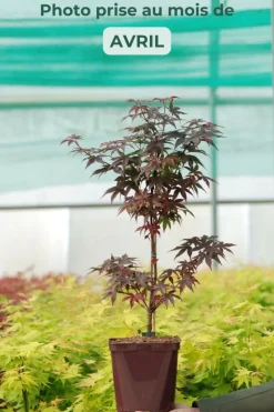 ROUÉ PÉPINIÈRES - Erable du japon 'twombly's red sentinel' - en pot de 2 litres