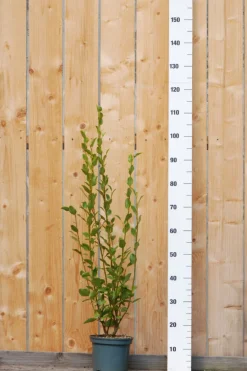 ROUÉ PÉPINIÈRES - Griseline du littoral - en pot de 3 litres