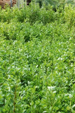 ROUÉ PÉPINIÈRES - Griseline du littoral - en pot de 3 litres