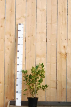 ROUÉ PÉPINIÈRES - Griseline du littoral - en pot de 3 litres