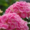 ROUÉ PÉPINIÈRES - Hortensia 'ankong ? Pink' - en pot de 2 litres