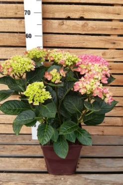 ROUÉ PÉPINIÈRES - Hortensia 'ankong ? Pink' - en pot de 2 litres