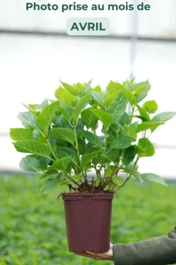ROUÉ PÉPINIÈRES - Hortensia 'ankong ? Pink' - en pot de 2 litres