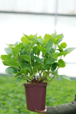 ROUÉ PÉPINIÈRES - Hortensia 'ankong ? Pink' - en pot de 2 litres