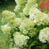 ROUÉ PÉPINIÈRES - Hortensia 'lemonlight ?' - en pot de 5 litres