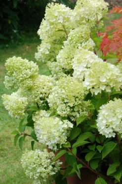 ROUÉ PÉPINIÈRES - Hortensia 'lemonlight ?' - en pot de 5 litres