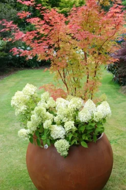 ROUÉ PÉPINIÈRES - Hortensia 'lemonlight ?' - en pot de 5 litres