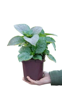 ROUÉ PÉPINIÈRES - Hortensia 'wudu' ? - en pot de 2 litres