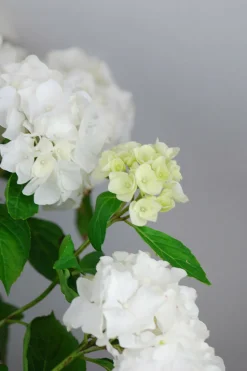 ROUÉ PÉPINIÈRES - Hortensia 'wudu' ? - en pot de 2 litres