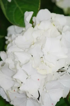 ROUÉ PÉPINIÈRES - Hortensia 'wudu' ? - en pot de 2 litres