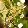 ROUÉ PÉPINIÈRES - Hydrangea seemanii - en pot de 3 litres