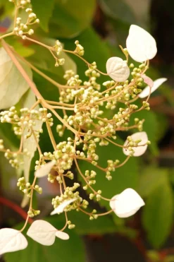 ROUÉ PÉPINIÈRES - Hydrangea seemanii - en pot de 3 litres