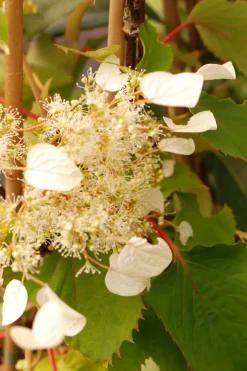 ROUÉ PÉPINIÈRES - Hydrangea seemanii - en pot de 3 litres
