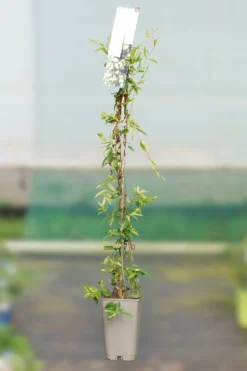 ROUÉ PÉPINIÈRES - Jasmin de caroline - en pot de 3 litres