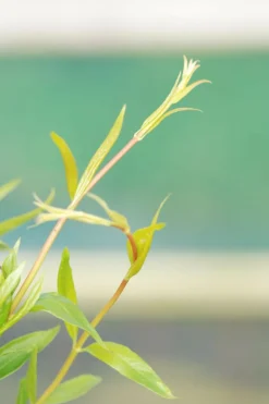 ROUÉ PÉPINIÈRES - Jasmin de caroline - en pot de 3 litres