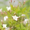 ROUÉ PÉPINIÈRES - Jasmin officinal affine' - en pot de 3 litres