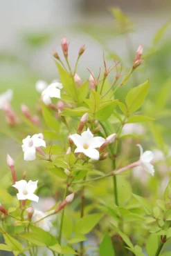 ROUÉ PÉPINIÈRES - Jasmin officinal affine' - en pot de 3 litres