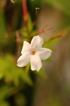ROUÉ PÉPINIÈRES - Jasmin officinal affine' - en pot de 3 litres