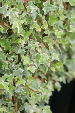 ROUÉ PÉPINIÈRES - Lierre glacier' - en pot de 3 litres