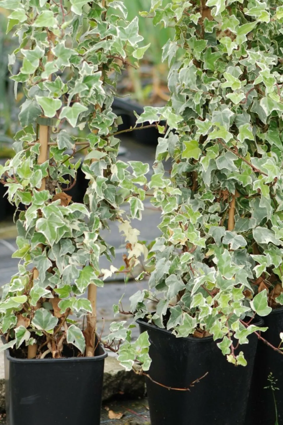 ROUÉ PÉPINIÈRES - Lierre glacier' - en pot de 3 litres