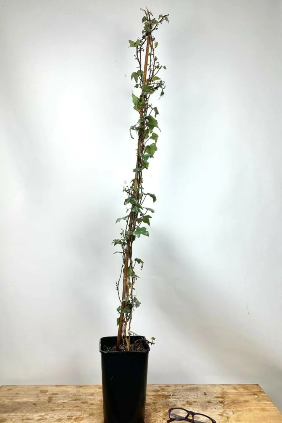 ROUÉ PÉPINIÈRES - Lierre glacier' - en pot de 3 litres