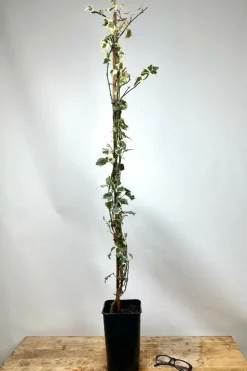 ROUÉ PÉPINIÈRES - Lierre little diamond' - en pot de 3 litres