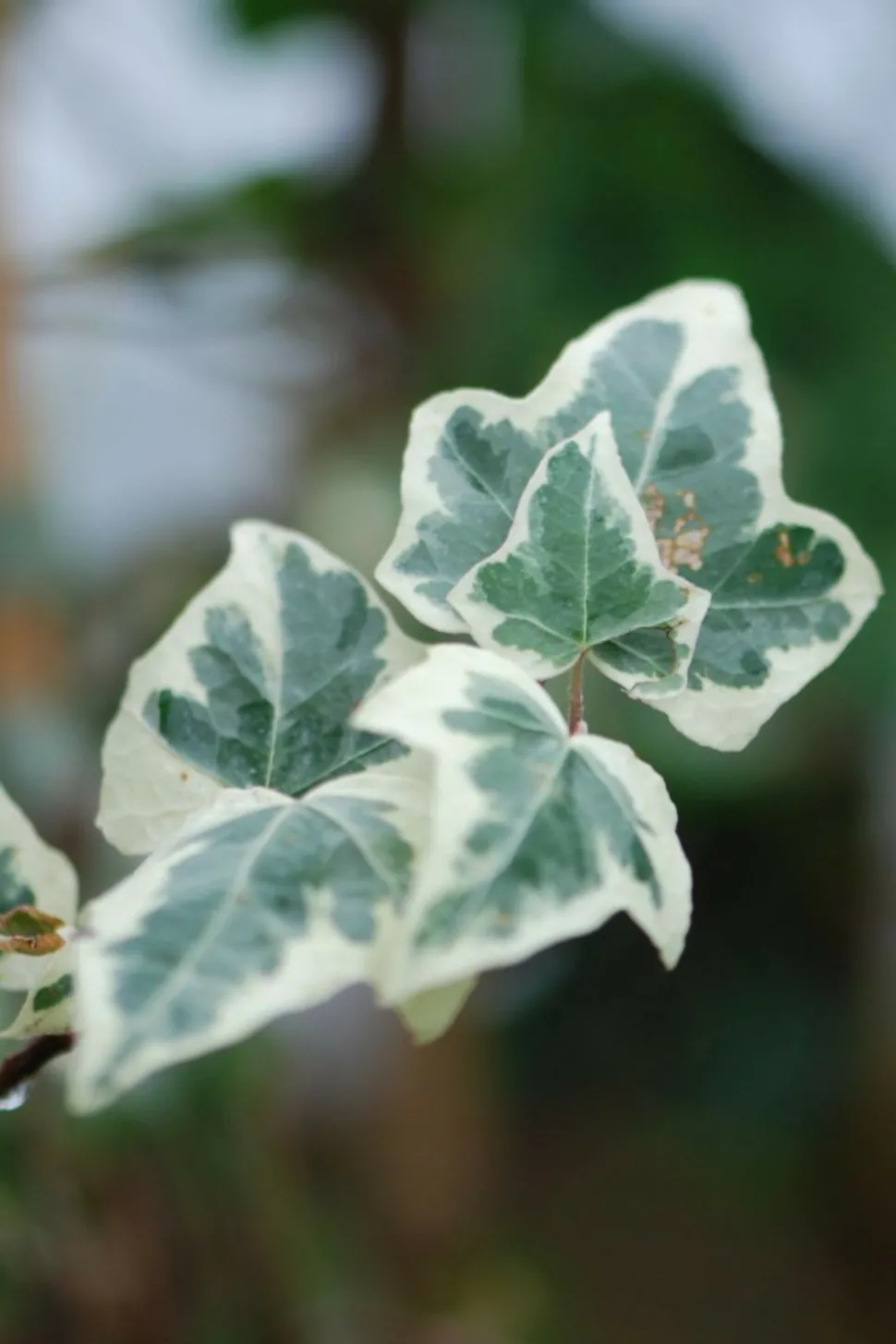 ROUÉ PÉPINIÈRES - Lierre little diamond' - en pot de 3 litres