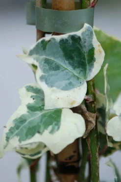 ROUÉ PÉPINIÈRES - Lierre little diamond' - en pot de 3 litres