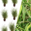 ROUÉ PÉPINIÈRES - Lot de 6 bambous non traçant 'angustissima' - en pot de 5 litres