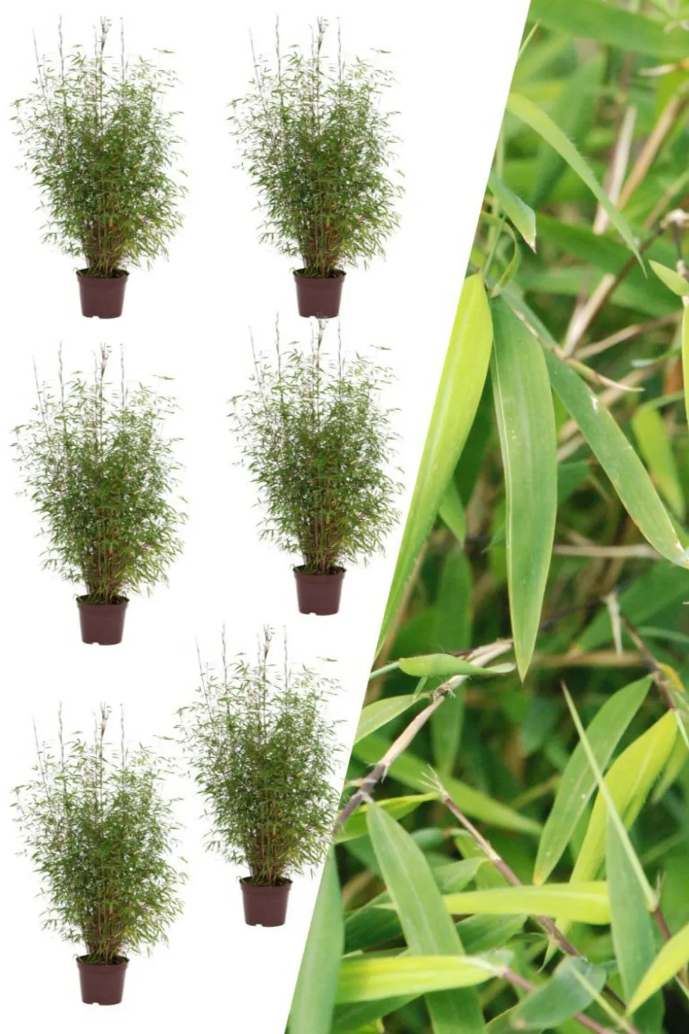 ROUÉ PÉPINIÈRES - Lot de 6 bambous non traçant 'angustissima' - en pot de 5 litres