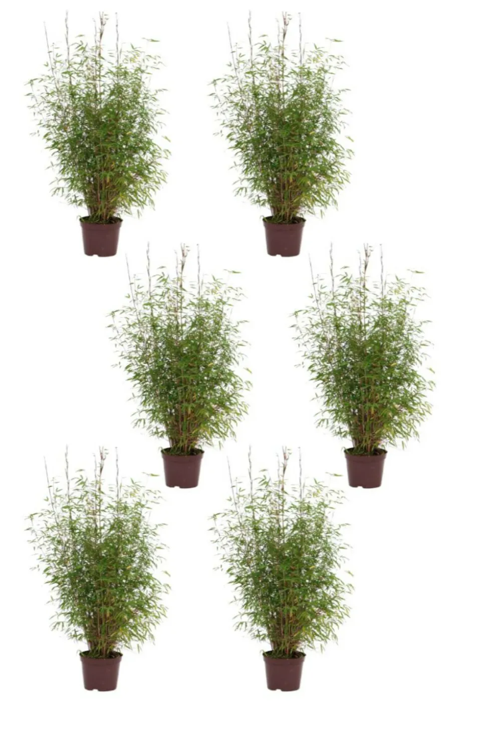 ROUÉ PÉPINIÈRES - Lot de 6 bambous non traçant 'angustissima' - en pot de 5 litres