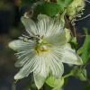 ROUÉ PÉPINIÈRES - Passiflore snow queen - en pot de 3 litres