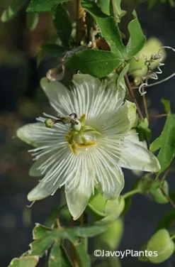 ROUÉ PÉPINIÈRES - Passiflore snow queen - en pot de 3 litres