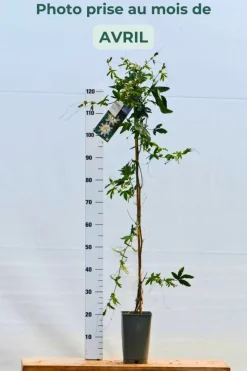ROUÉ PÉPINIÈRES - Passiflore snow queen - en pot de 3 litres