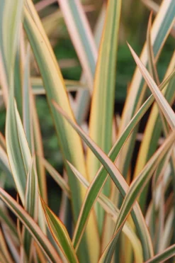 ROUÉ PÉPINIÈRES - Phormium 'golden ray' - en pot de 3 litres