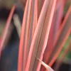 ROUÉ PÉPINIÈRES - Phormium 'sundowner' - en pot de 3 litres