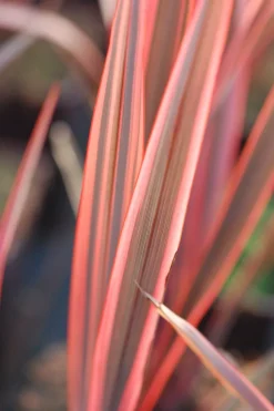 ROUÉ PÉPINIÈRES - Phormium 'sundowner' - en pot de 3 litres