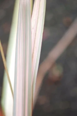 ROUÉ PÉPINIÈRES - Phormium 'sundowner' - en pot de 3 litres